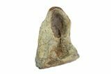 Triceratops Shed Tooth - Montana #93085-1